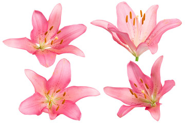  pink lilies on a white background.