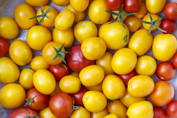 tomatoes of different colors