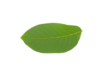 Fototapeta na wymiar green walnut leaf isolated on white background