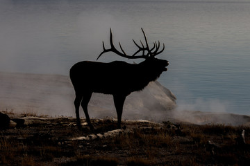 Silhouette of an Elk bull - 216545996