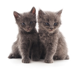 Two gray cat.