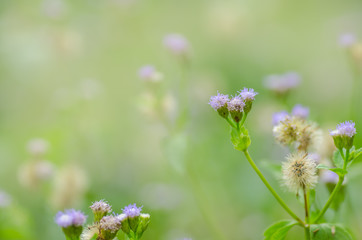 Close up of tiny flowers alone among other flowers. Used as background.