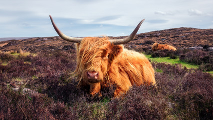 Highland cattle near Applecross