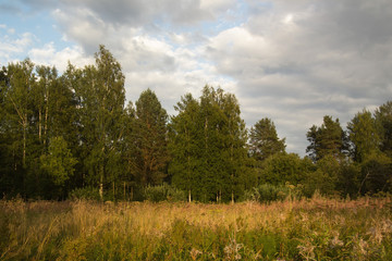 Summer landscape with field and trees