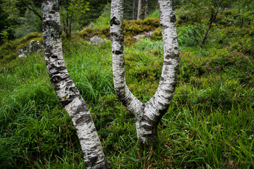 The letters IY by trees