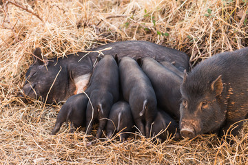 Wild boar piglets drink milk from her mother