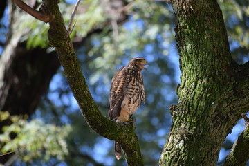 Unusual city dweller, a Harris's hawk (Parabuteo unicinctus) downtown Buenos Aires on a tree in a park