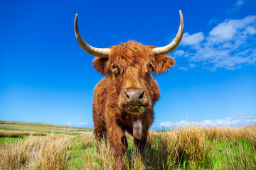 Highland cattle on a meadow near Culkein