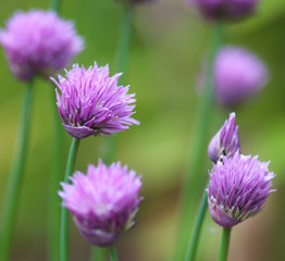 Purple flowers