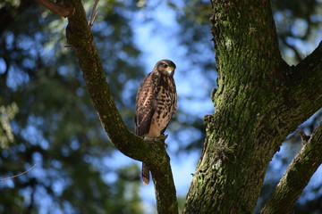 Unusual city dweller, a Harris's hawk (Parabuteo unicinctus) downtown Buenos Aires on a tree in a park