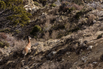 A Guanaco On Its Environment