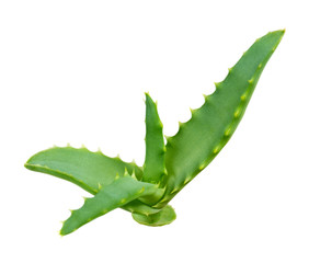 Aloe vera plant