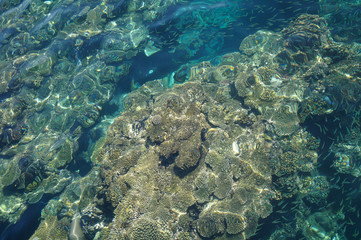 Naklejka na ściany i meble Water surface above coral