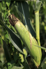 pannocchia in un campo agricolo