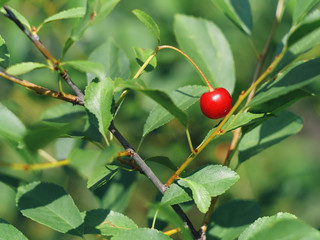 Cherry berry on branch