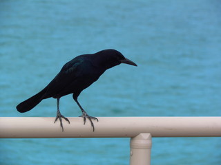 Static crow