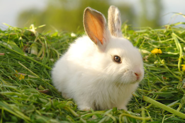 Funny baby white rabbit in grass