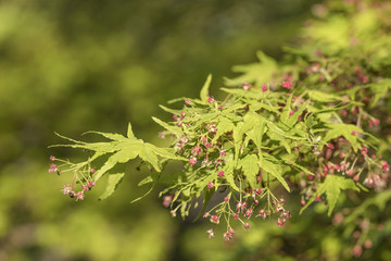 momiji flowers of Asukayama park in the Kita district of Tokyo, Japan.