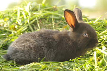 Black rabbit on green grass