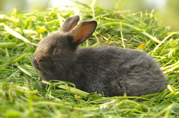 Black rabbit on green grass