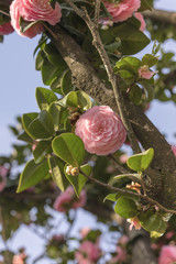 Pink camelia on blue sky in Asukayama park in the Kita district of Tokyo, Japan.
