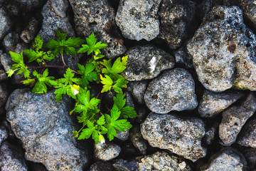 Texture of gray sharp uneven stones with green plant with white flower