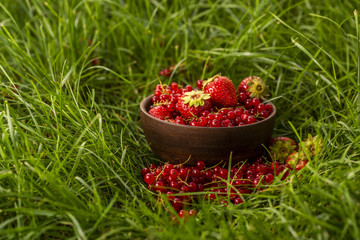 strawberries and red currants in a bowl in the garden