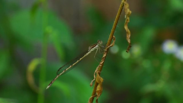 Close-up dragonfly Sympecma fusca with wings of a blade of grass on a stalk in the foothills of the Caucasus