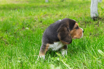 puppy beagle walking in a park on green grass