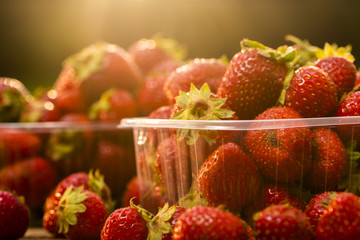 fresh strawberries from the garden in plastic boxes close-up