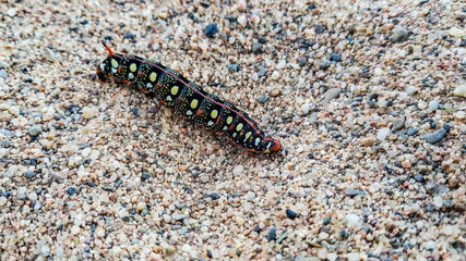 Gusano en la playa de colores