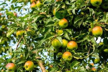 natural ripe apples on the branches of a tree in the garden