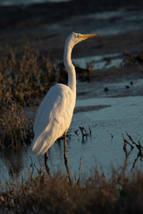 Great egret  in beautiful light, seen in the wild in a North California marsh 