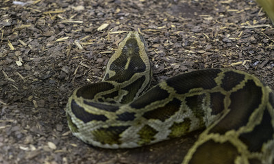 Snake in the terrarium