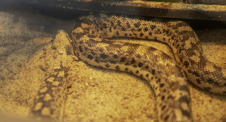 Snake in the terrarium