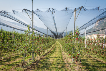 Intensive Fruit Production or Orchard with Crop Protection Nets in South Tyrol, Italy. Apple orchard of new variety 'devil gala'