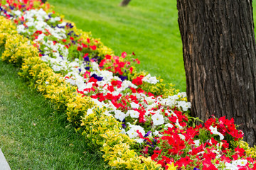 beautiful summer flowerbed with colorful flowers in the park's landscape design