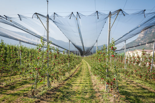 Intensive Fruit Production or Orchard with Crop Protection Nets in South  Tyrol, Italy. Apple orchard of new variety 'devil gala' Stock Photo | Adobe  Stock