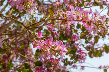 Pink flowers Bauhinia. Orchid tree