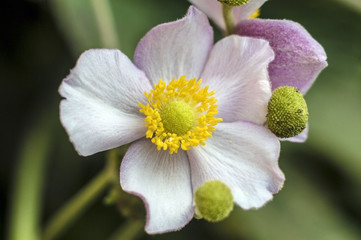 pink flowers up close