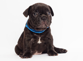 Obraz premium cute puppy looks on white background