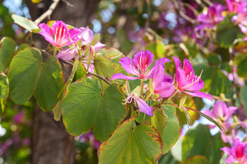 Pink flowers Bauhinia. Orchid tree