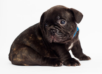 French bulldog puppy on white background