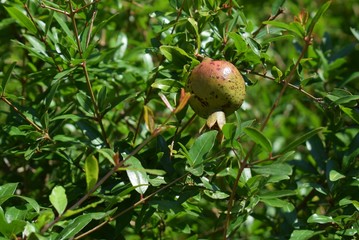 An unripe pomegranate hangs on a tree among the thick green foliage.