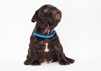 French bulldog cute puppy looks on white background