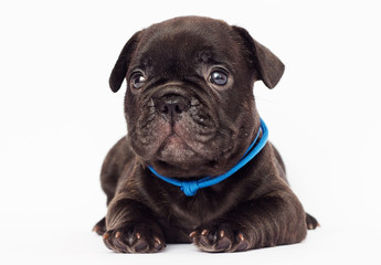 French Bulldog puppy lies on a white background