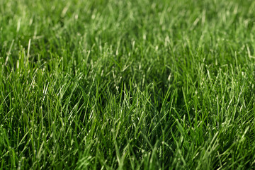 Thick green grass