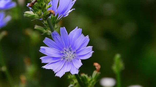 Chicory, Common chicory, Cichorium intybus, blue daisy, blue dandelion, blue sailors