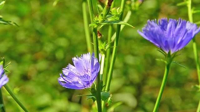 Chicory, Common chicory, Cichorium intybus, blue daisy, blue dandelion, blue sailors