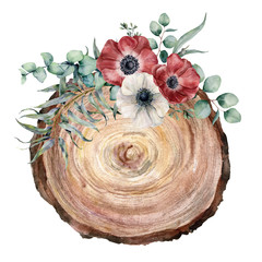 Watercolor cross section of a tree with anemone bouquet. Hand painted red and white flowers and eucaliptus leaves on white background. Illustration for design, print, fabric or background.